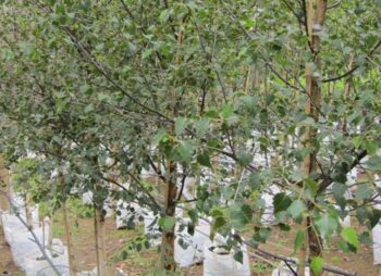 BETULA PENDULA 200-250