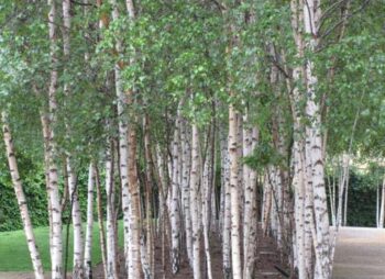 BETULA PENDULA 8-10