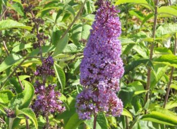 BUDDLEIA AFRICAN QUEEN