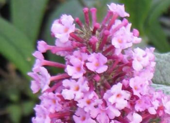 BUDDLEIA DAV. PINK DELIGHT