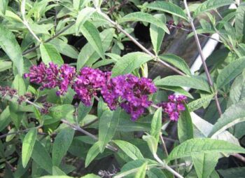 BUDDLEIA DAV. ROYAL RED