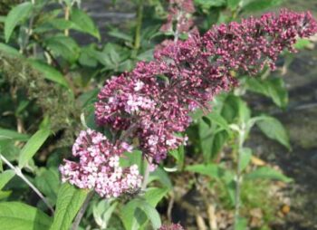 BUDDLEIA PINK DELIGHT