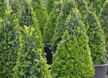 BUXUS SEMP. CONE 80-100