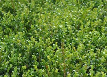 BUXUS SEMP. FAULKNER