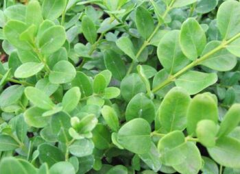 BUXUS SEMP. SUFFRUTICOSA