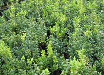 BUXUS SEMPERVIRENS 20-30