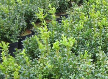 BUXUS SEMPERVIRENS