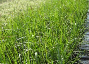 CALAMAGROSTIS KARL FOERSTER