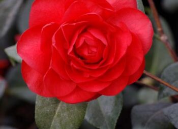CAMELLIA KRAMERS SUPREME (Red)