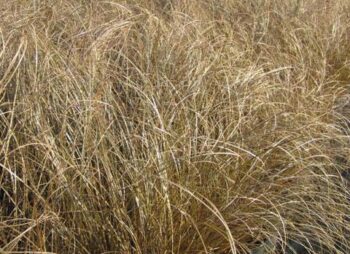 CAREX COMANS BRONZE