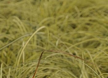 CAREX EVERGOLD