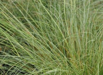 CAREX FROSTED CURLS