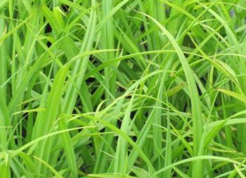 CAREX PENDULA