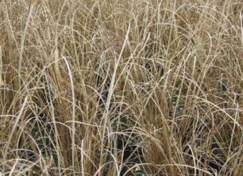 CAREX RED ROOSTER