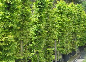 CARPINUS BETULUS (Hedging)