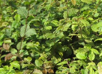 CARPINUS BETULUS