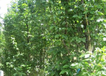 CARPINUS FRANS FONTAINE 8-10