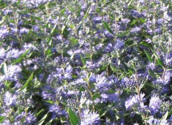 CARYOPTERIS HEAVENLY BLUE
