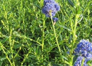 CEANOTHUS CONCHA