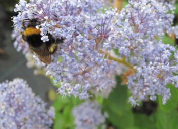 CEANOTHUS GLOIRE DE VERSAILLES