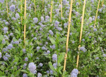 CEANOTHUS SKYLARK