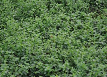 CEANOTHUS THYRS REPENS