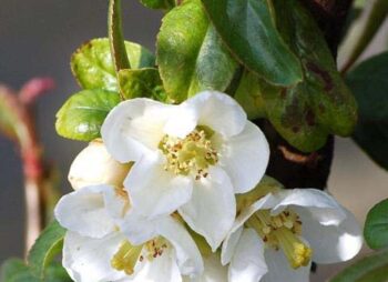 CHAENOMELES JET TRAIL