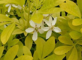CHOISYA TERNATA SUNDANCE