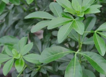 CHOISYA TERNATA