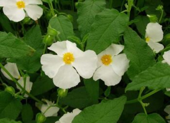 CISTUS CORBARIENSIS