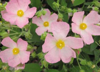 CISTUS SILVER PINK