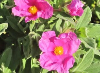 CISTUS SUNSET