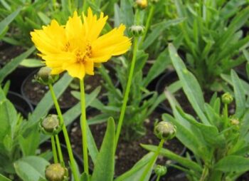 COREOPSIS EARLY SUNRISE