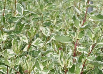 CORNUS ALBA ELEGANTISSIMA