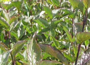CORNUS ALBA KESSELRINGII