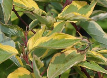 CORNUS ALBA SPAETHII