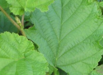 CORYLUS AVELLANA CONTORTA