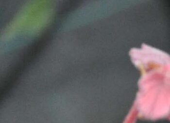 CORYLUS RED MAJESTIC