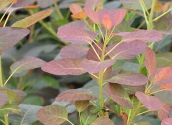 COTINUS ROYAL PURPLE
