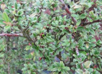 COTONEASTER CONSP DECORUS