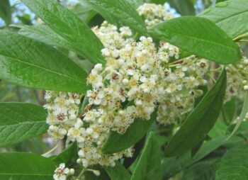 COTONEASTER CORNUBIA 8-10