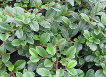 COTONEASTER DAMMERII