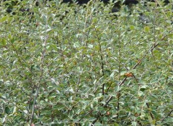 COTONEASTER FRANCHETTII