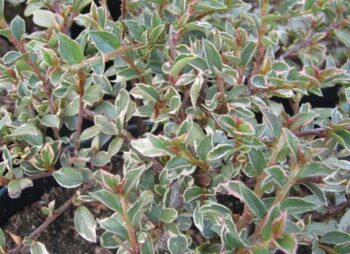 COTONEASTER HOR. VARIEGATUS