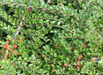 COTONEASTER HORIZONTALIS