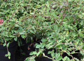 COTONEASTER LACTEUS