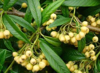 COTONEASTER ROTHCHILDIANUS 150-175