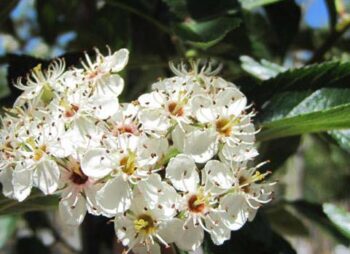 CRATAEGUS CARRIERI 8-10