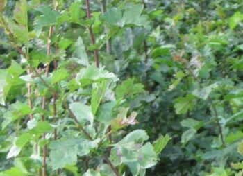 CRATAEGUS MONOGYNA 90-120