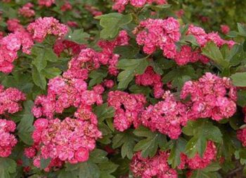 CRATAEGUS PAULS SCARLET 8-10